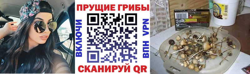 Галлюциногенные грибы Psilocybe  цены   Красково 